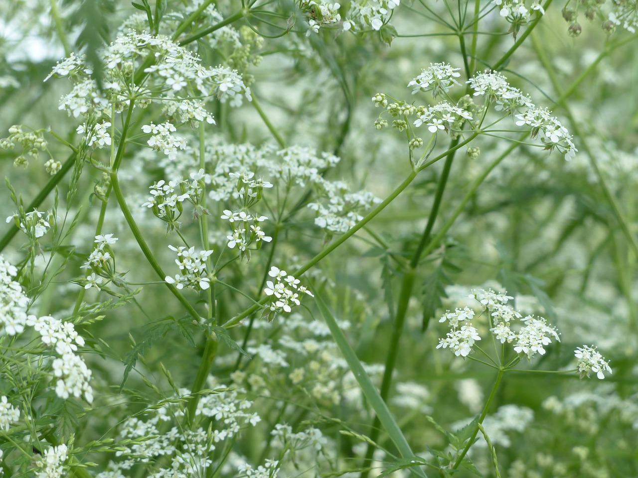 cow parsley blossom bloom free photo