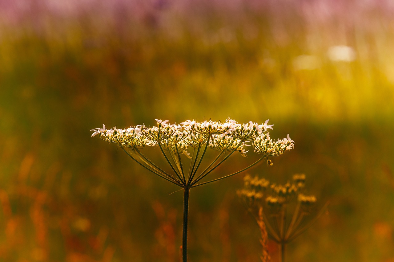 cow parsley  wild herbs  blossom free photo