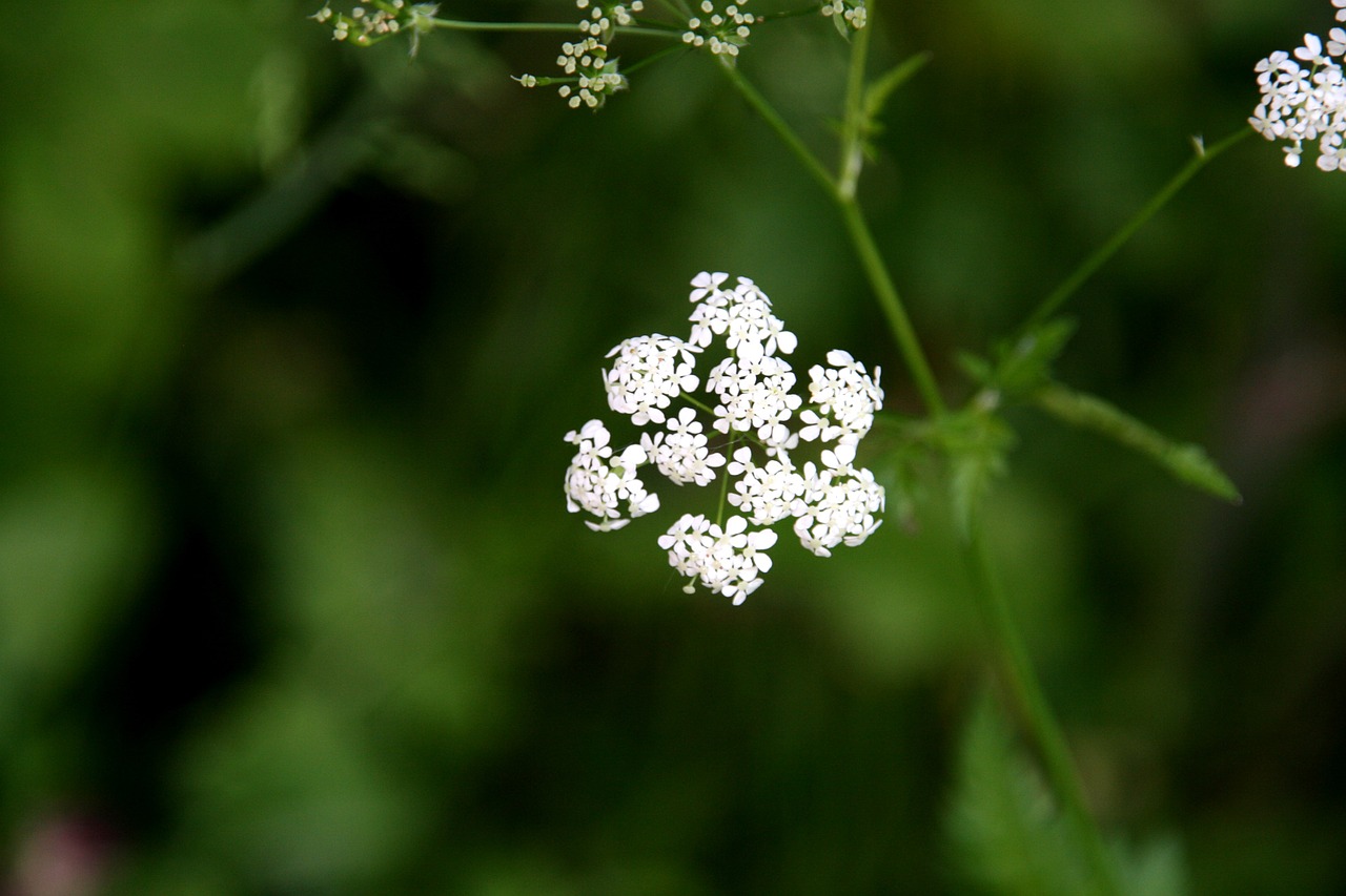 cow parsley anthriscus sylvestris white flower free photo