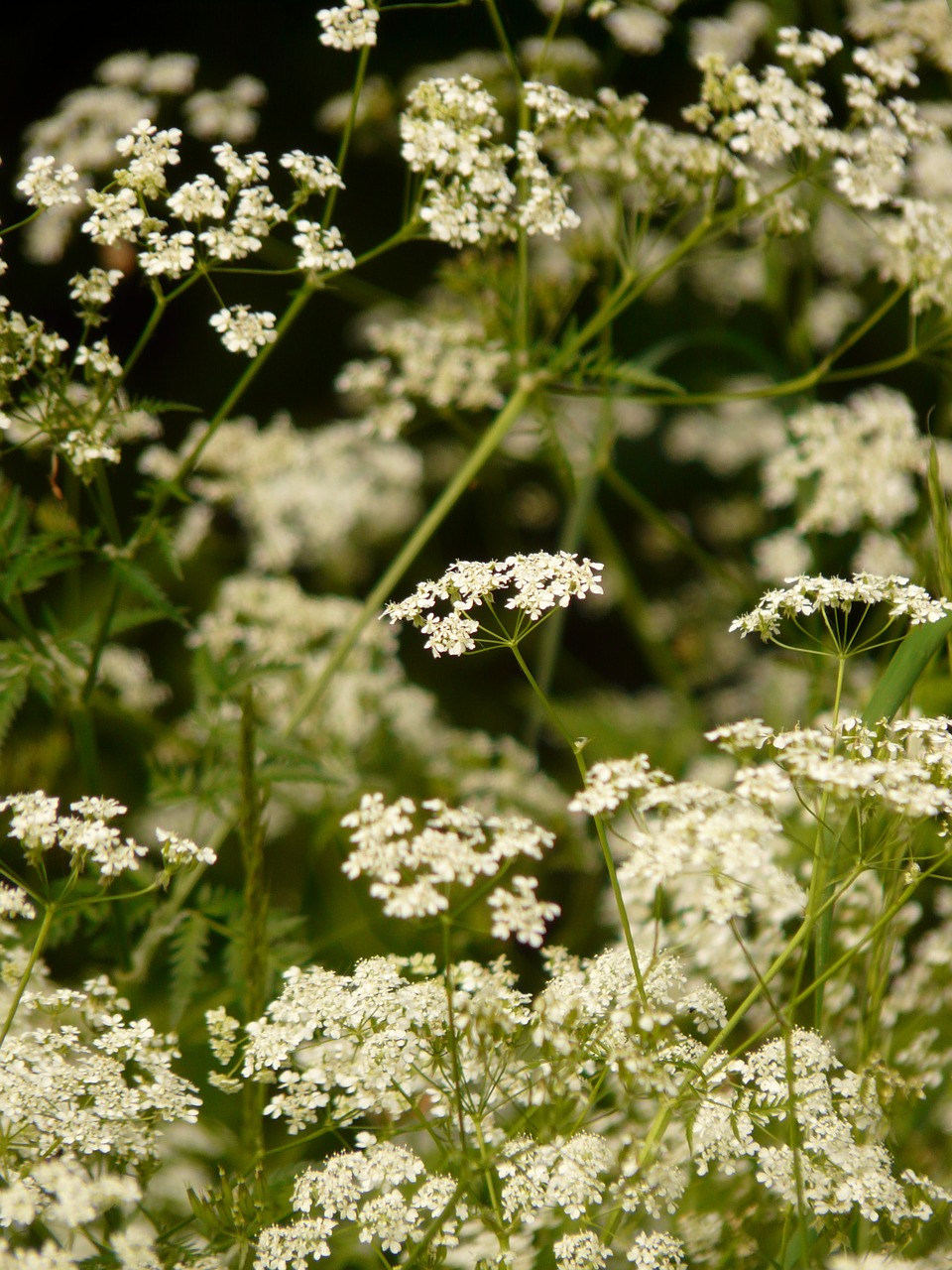 cow parsley chervil pointed flower free photo