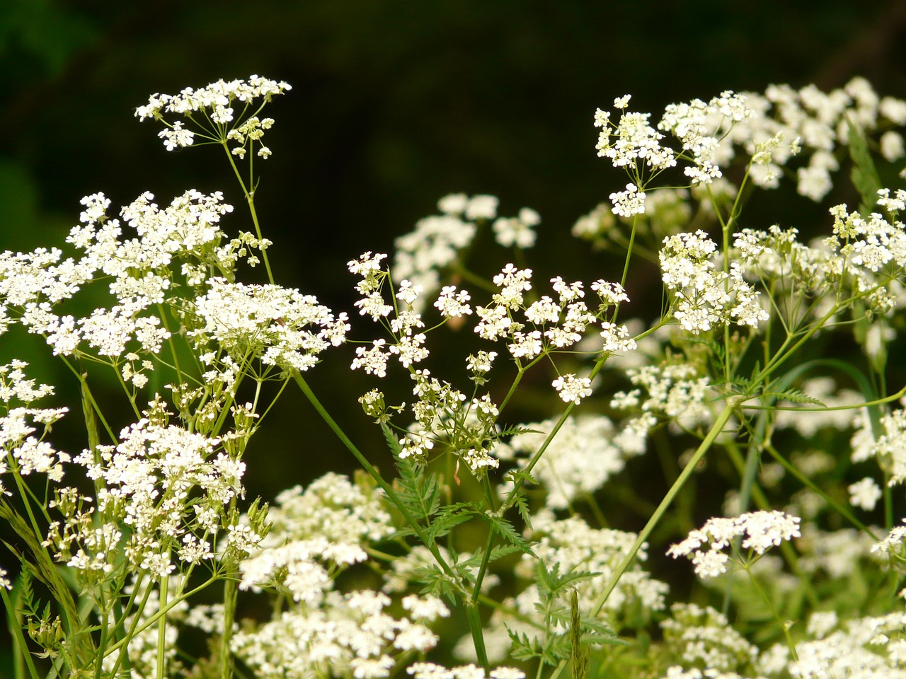 cow parsley chervil pointed flower free photo