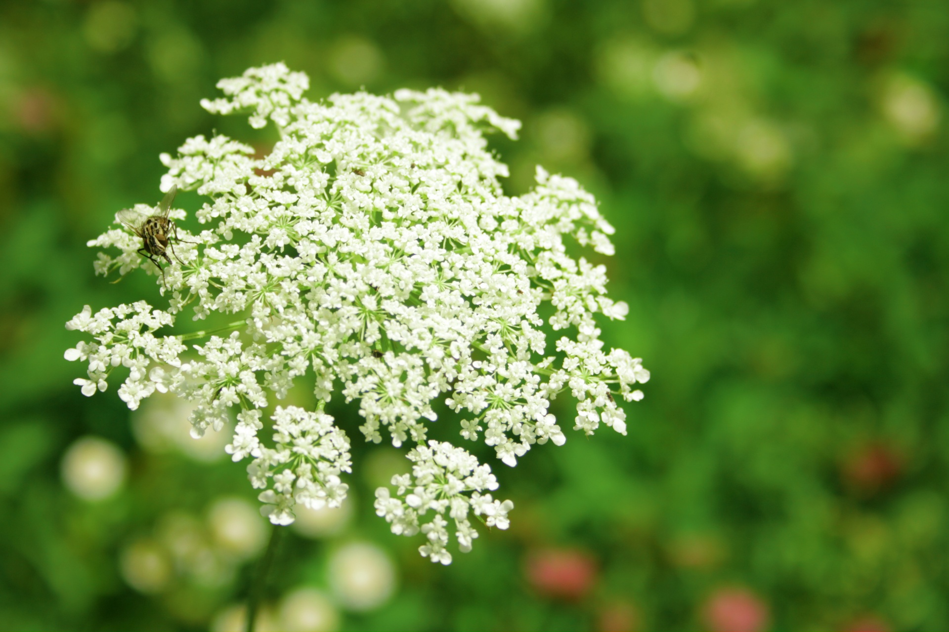 cow parsley flower white flower free photo
