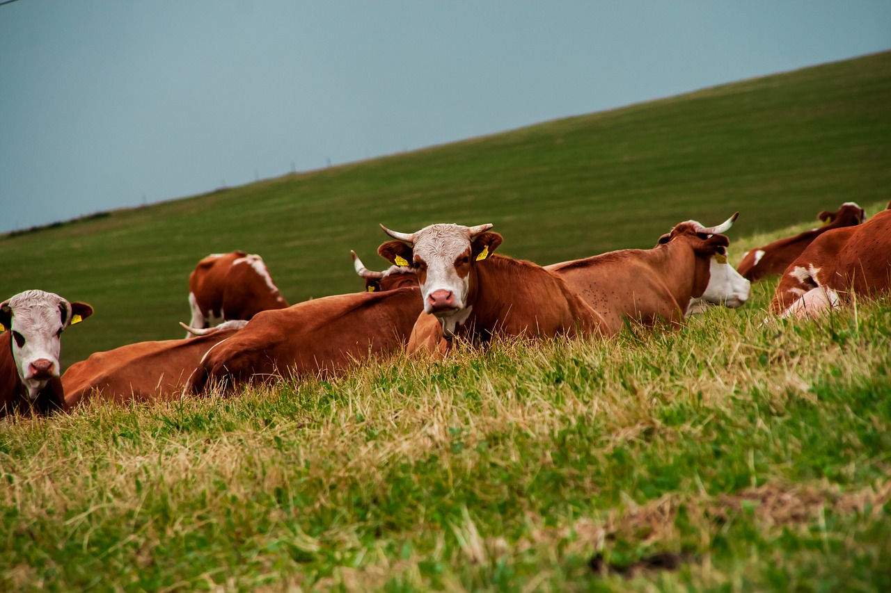 cow pasture mountains meadow free photo