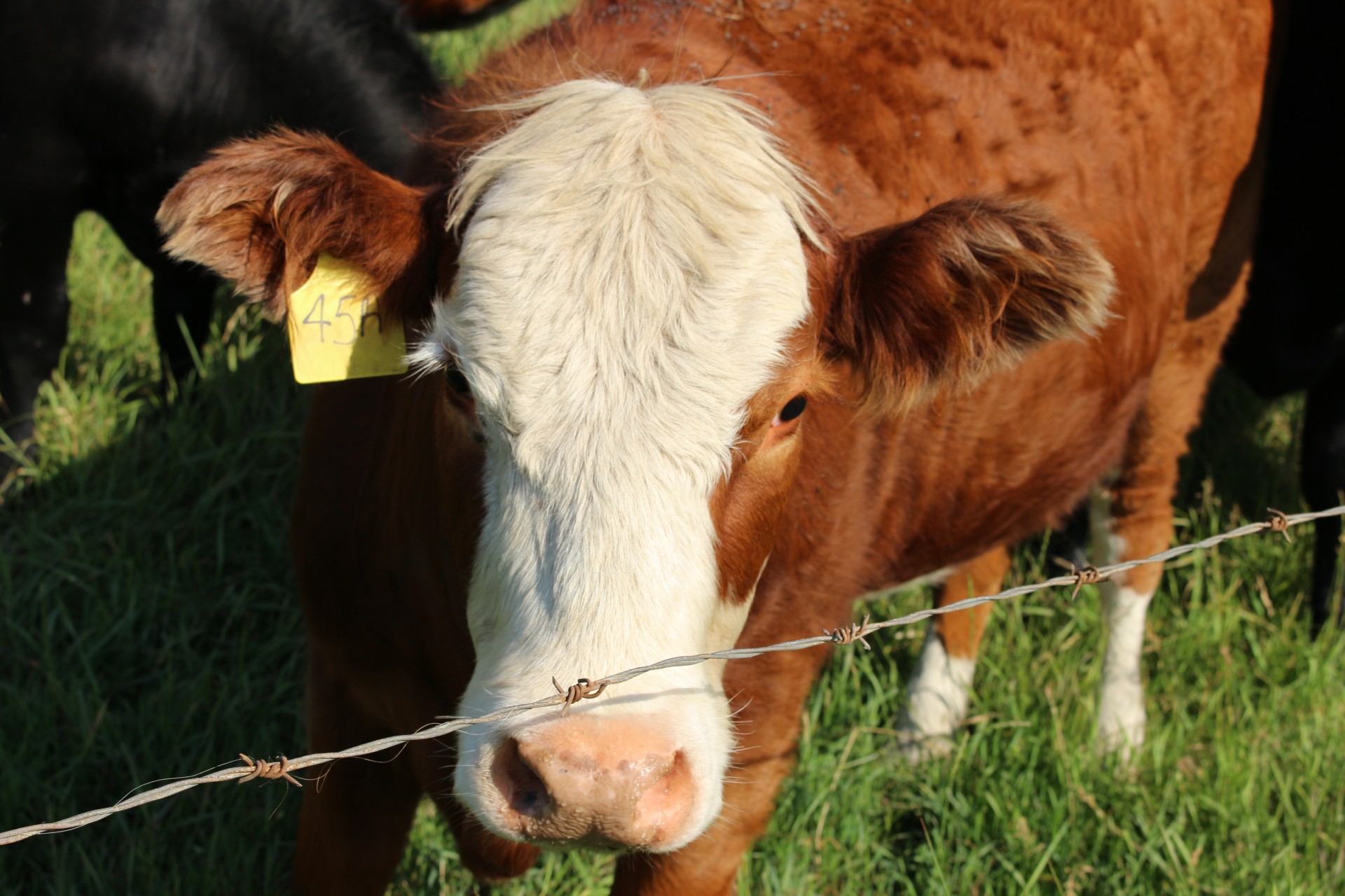 cow pasture barbed free photo