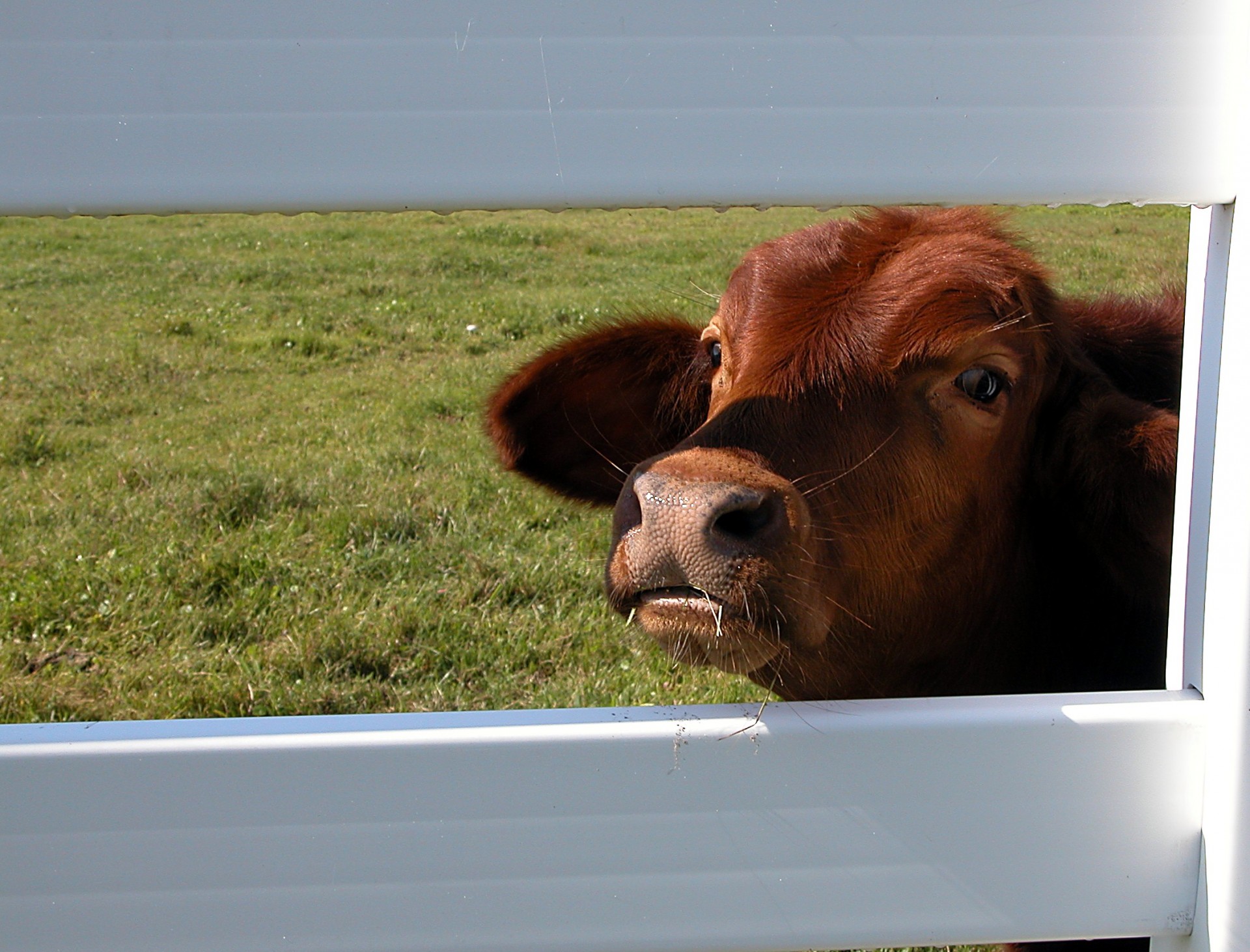 cow fence animal free photo
