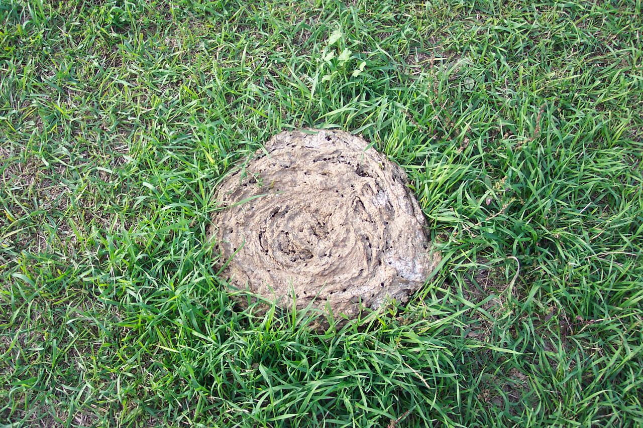 dung cow pie free photo