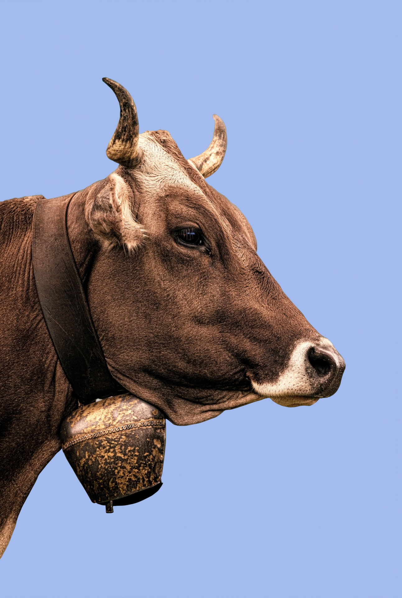 cow head portrait free photo