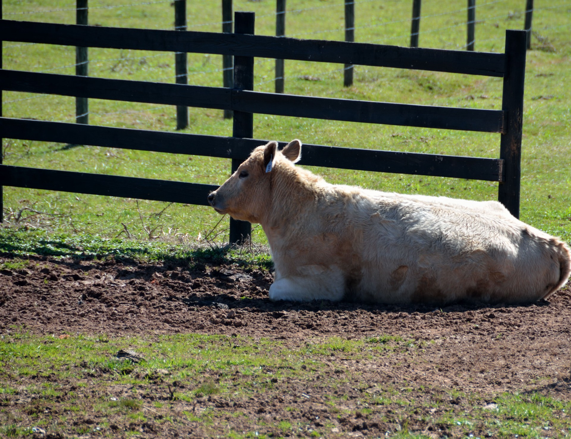 cow livestock farm free photo