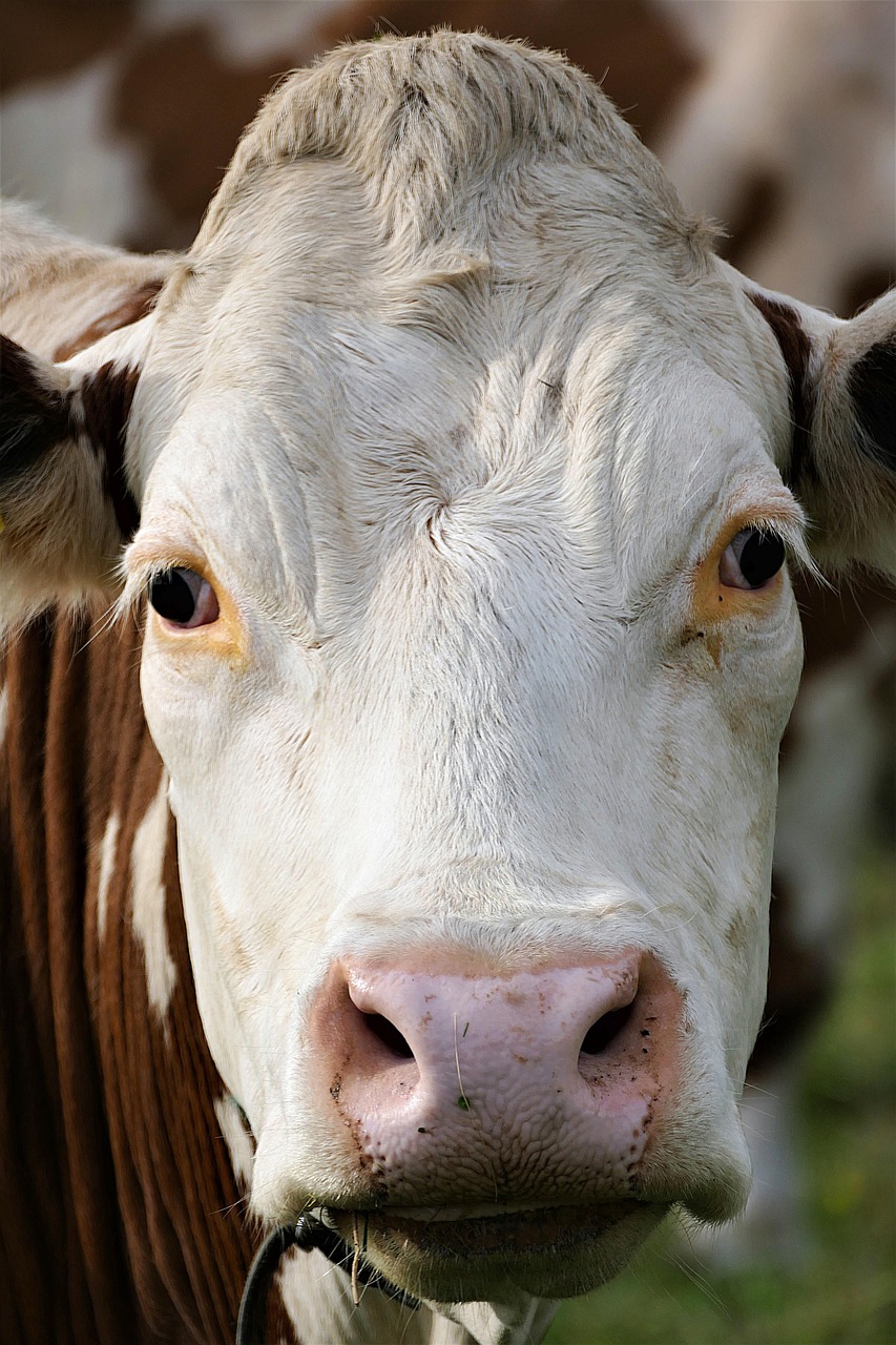 cow skull beef cow free photo