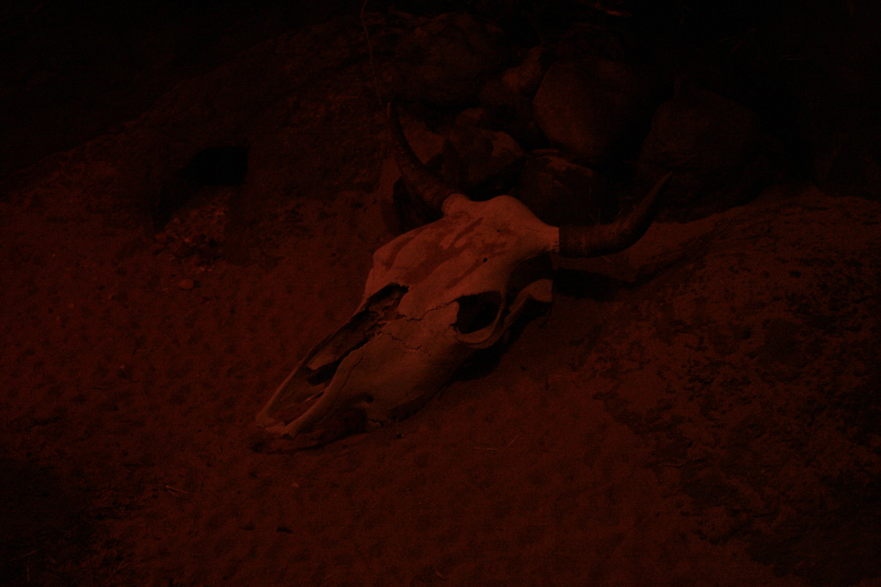 skull cow cow skull free photo
