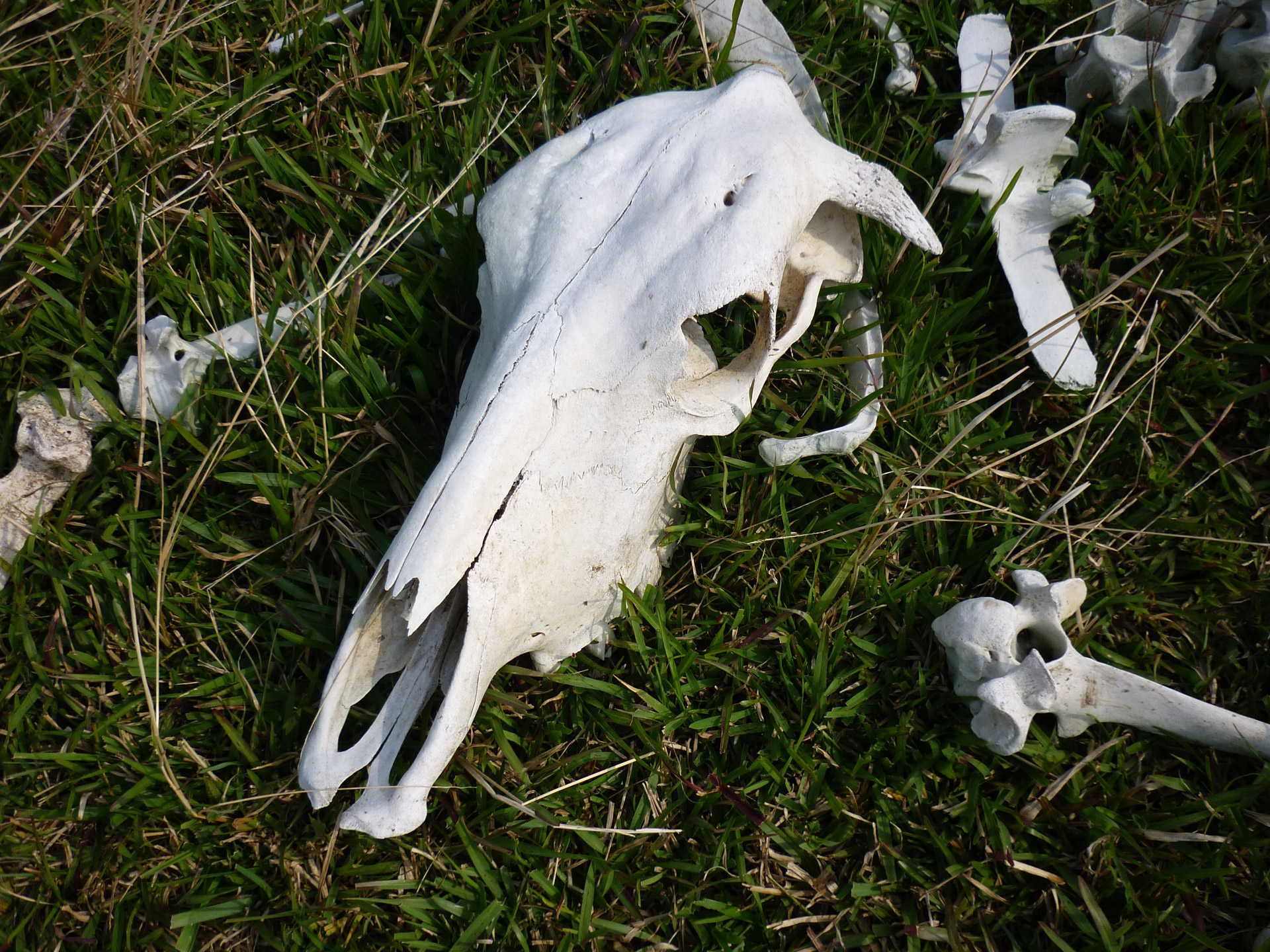 skull bones cow free photo