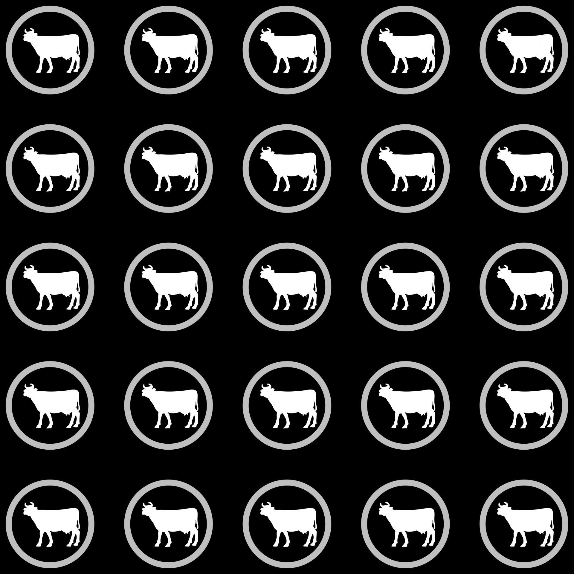 cow cows black free photo