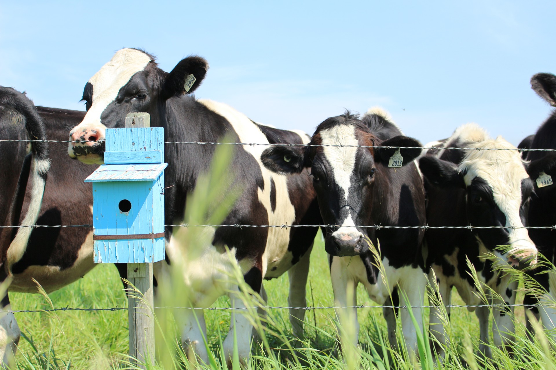 cow blue birdhouse free photo