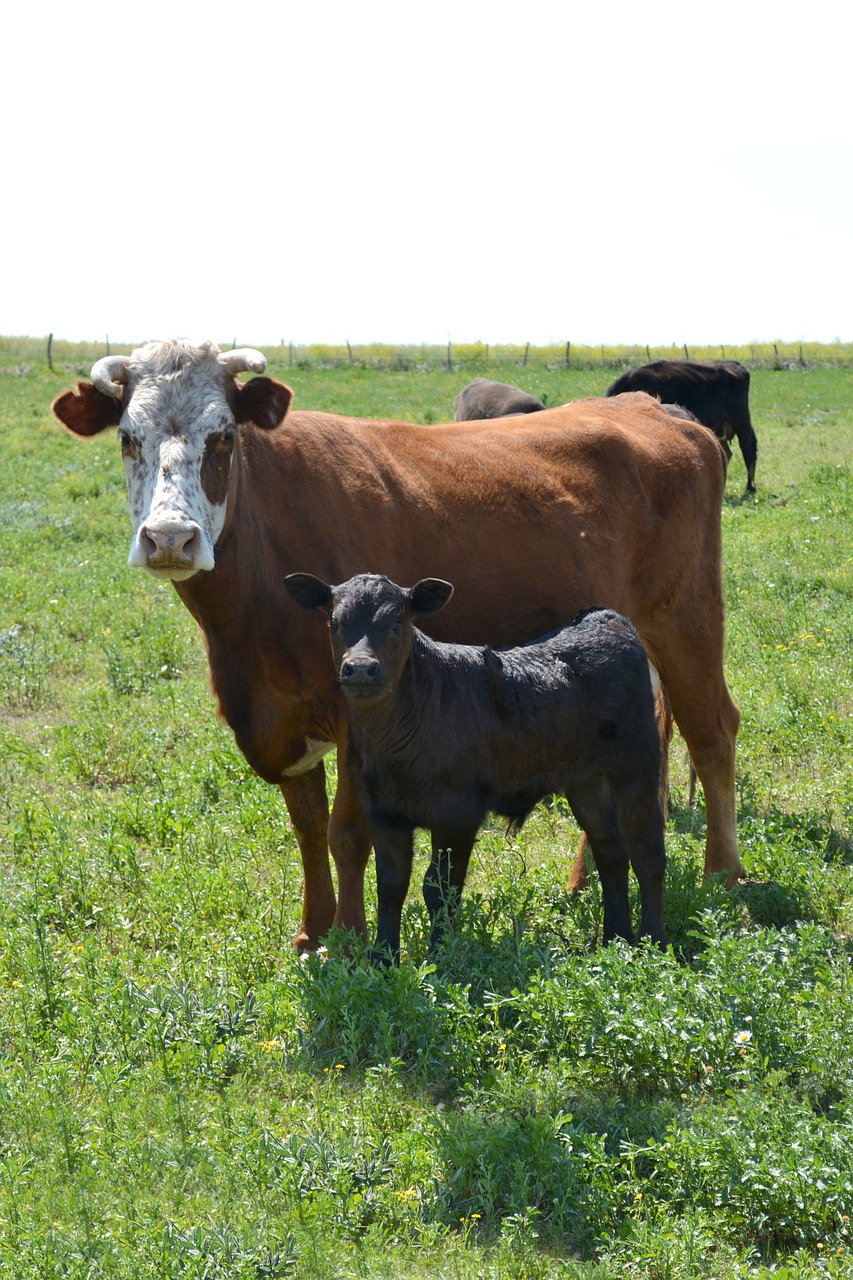 cow with calf calf pampa free photo