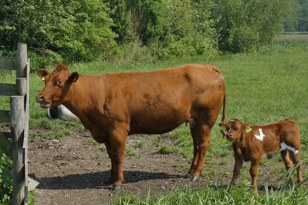 cow with calf  whey  little calf free photo