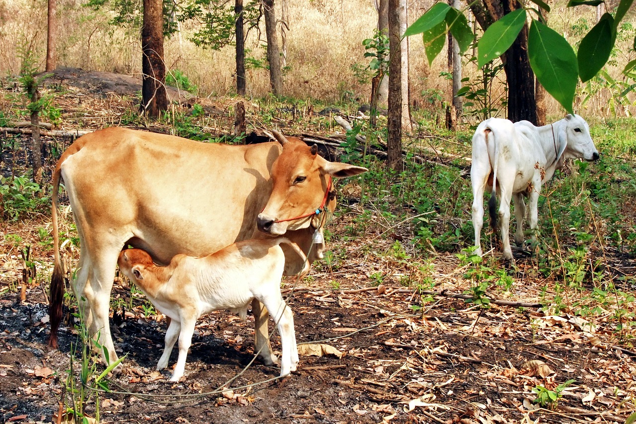 cow with calf  cattle  animal free photo