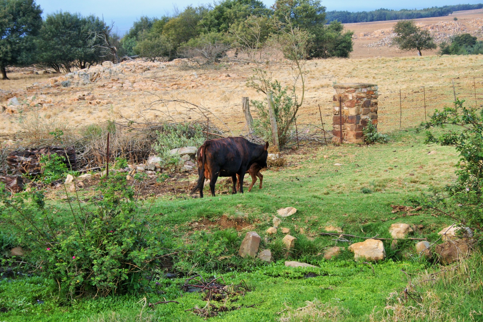 cow calf bovine free photo