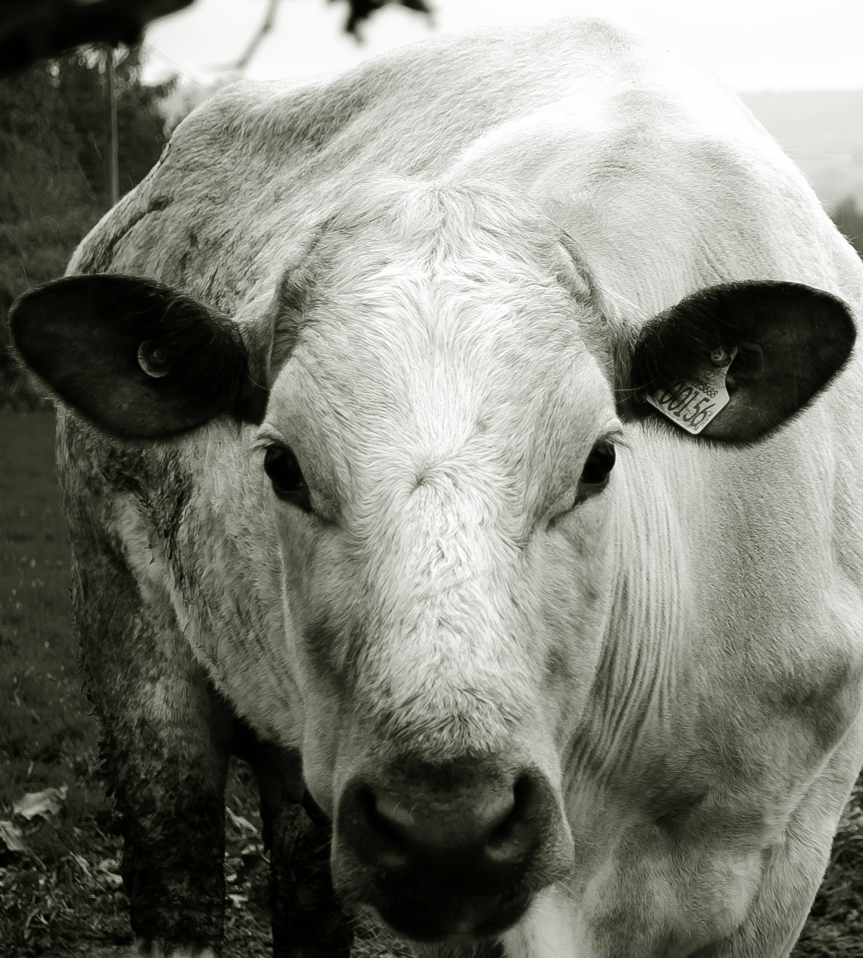 cow cattle farm free photo