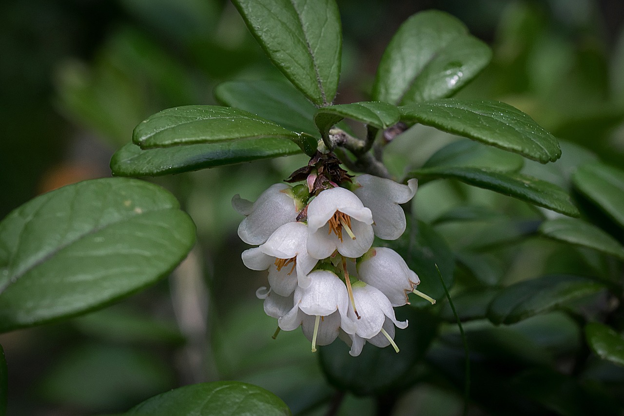 cowberry inflorescence twig free photo