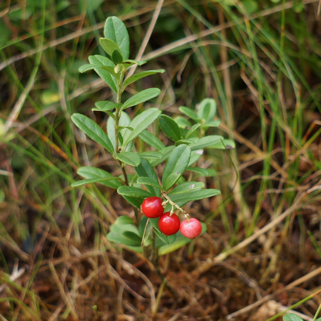 cowberry finnish wild berries heather plant free photo