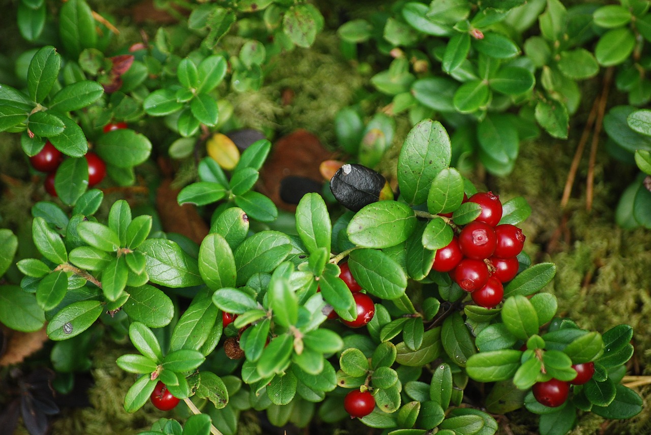 cowberry forest plant free photo