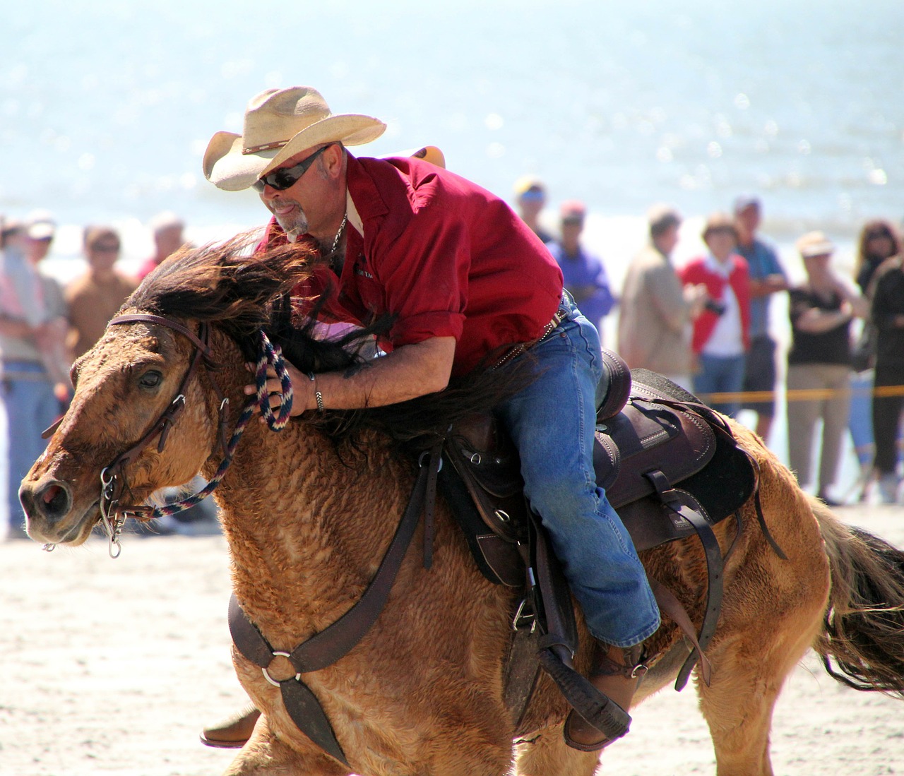 cowboy horse beach free photo