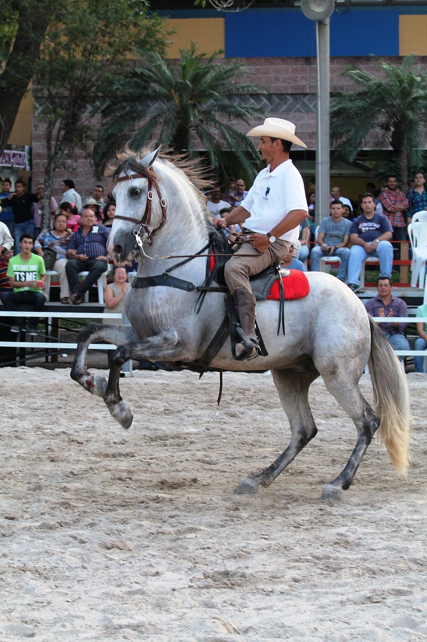 cowboy horse rider free photo