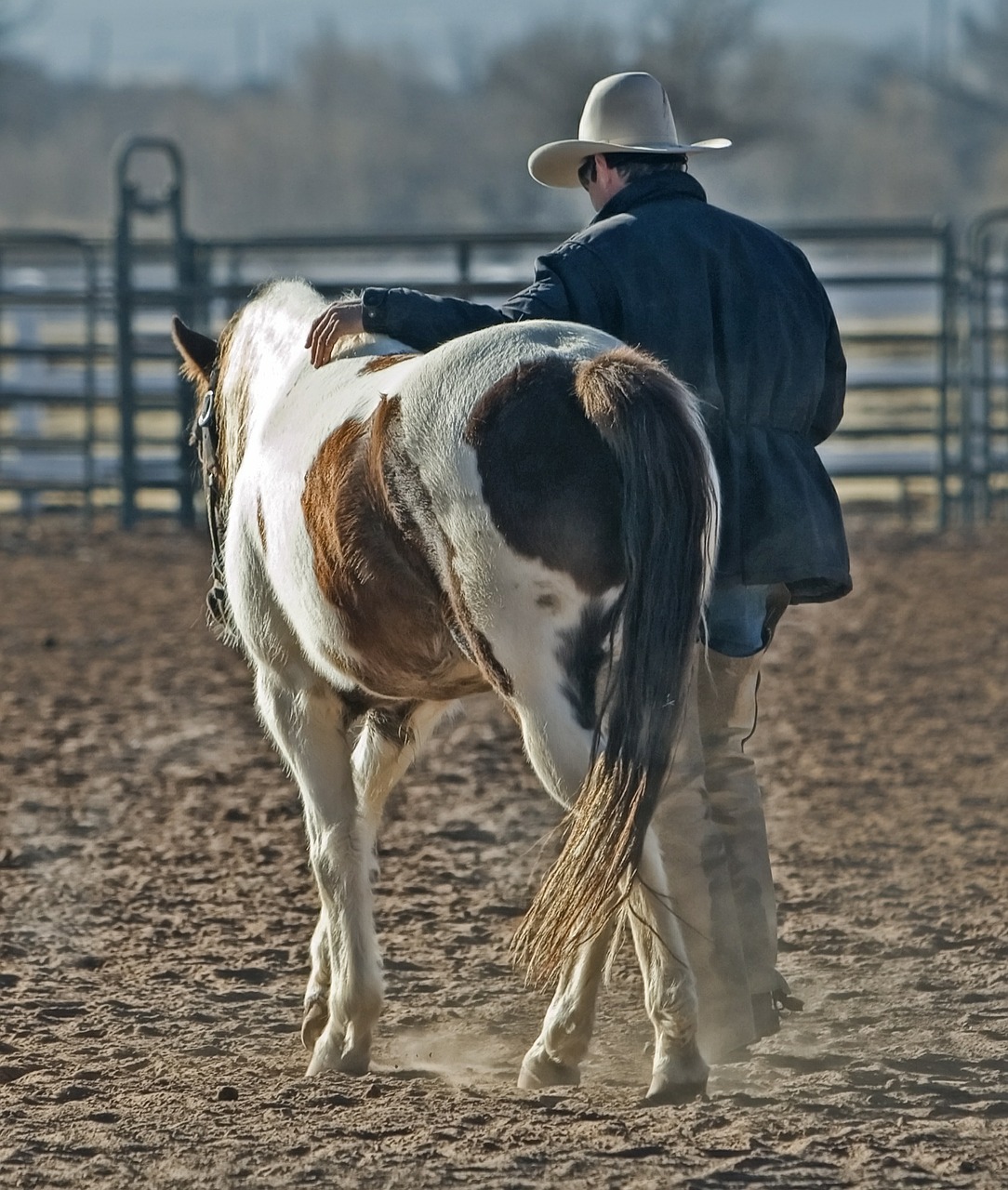 cowboy horse pony free photo