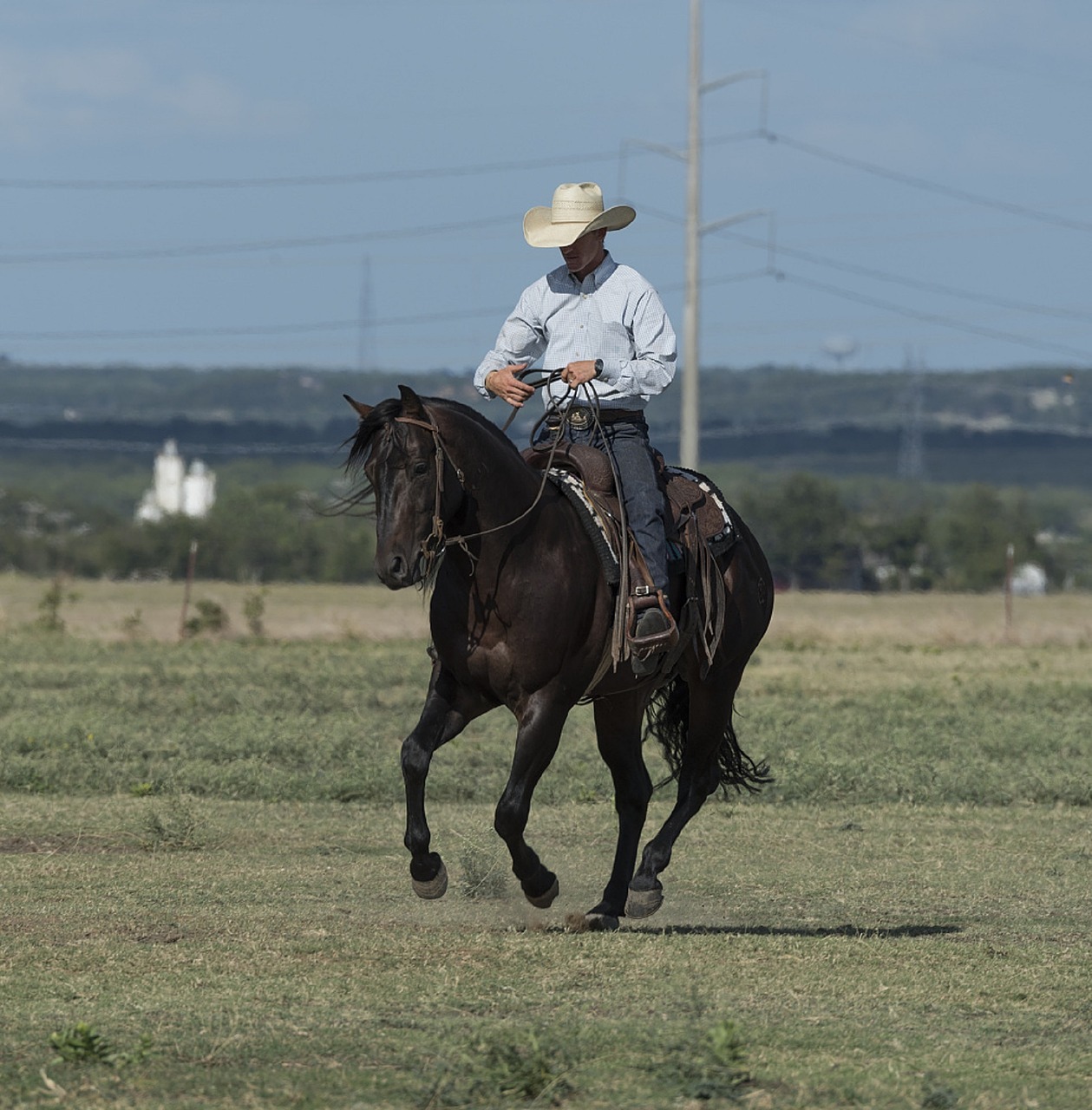 cowboy quarter horse trainer free photo