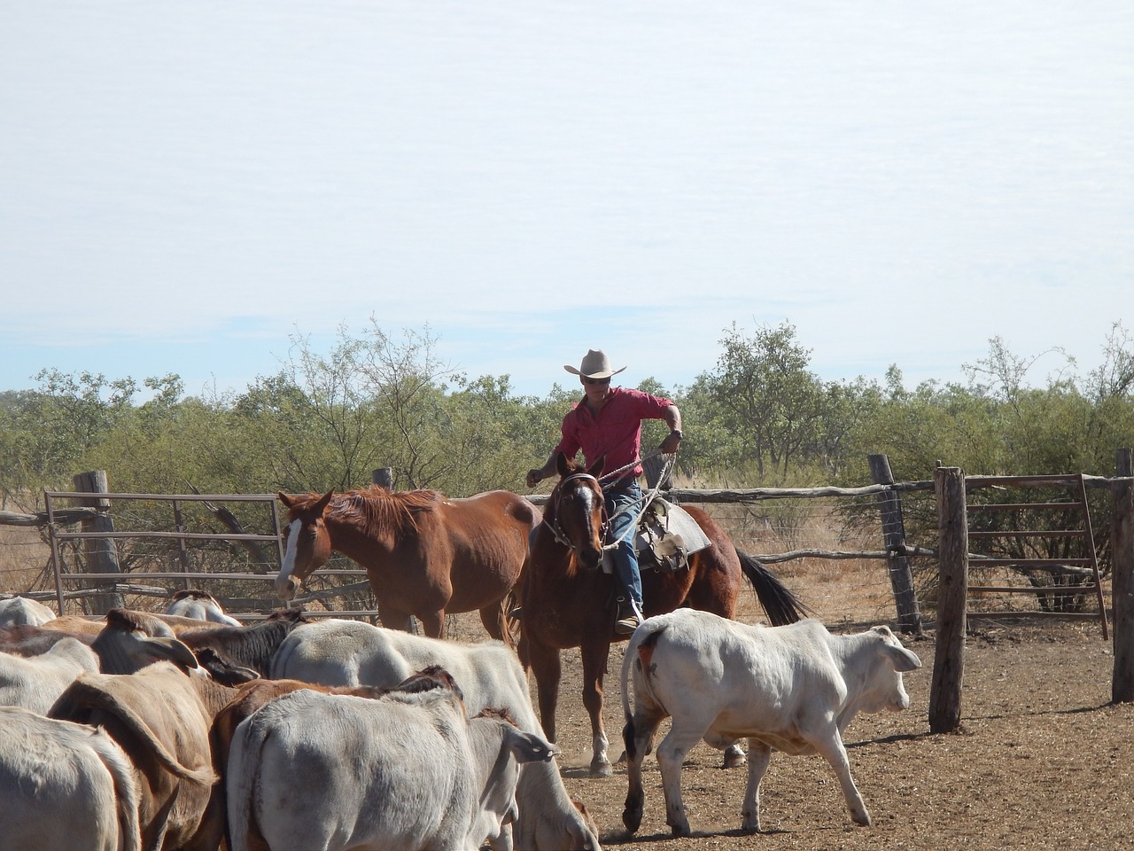 cowboy australia outback free photo