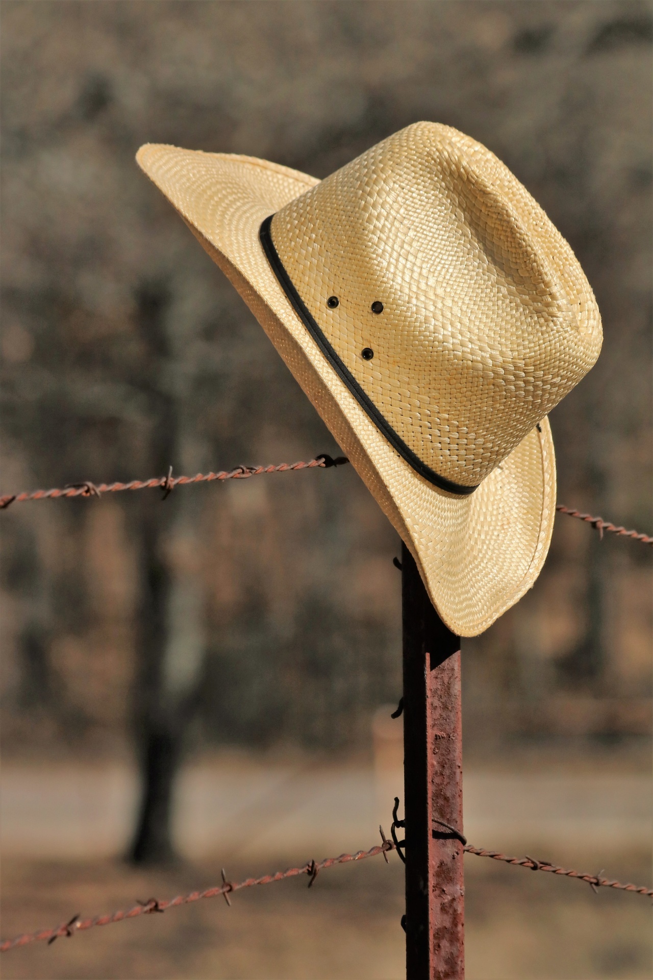 hat straw straw hat free photo