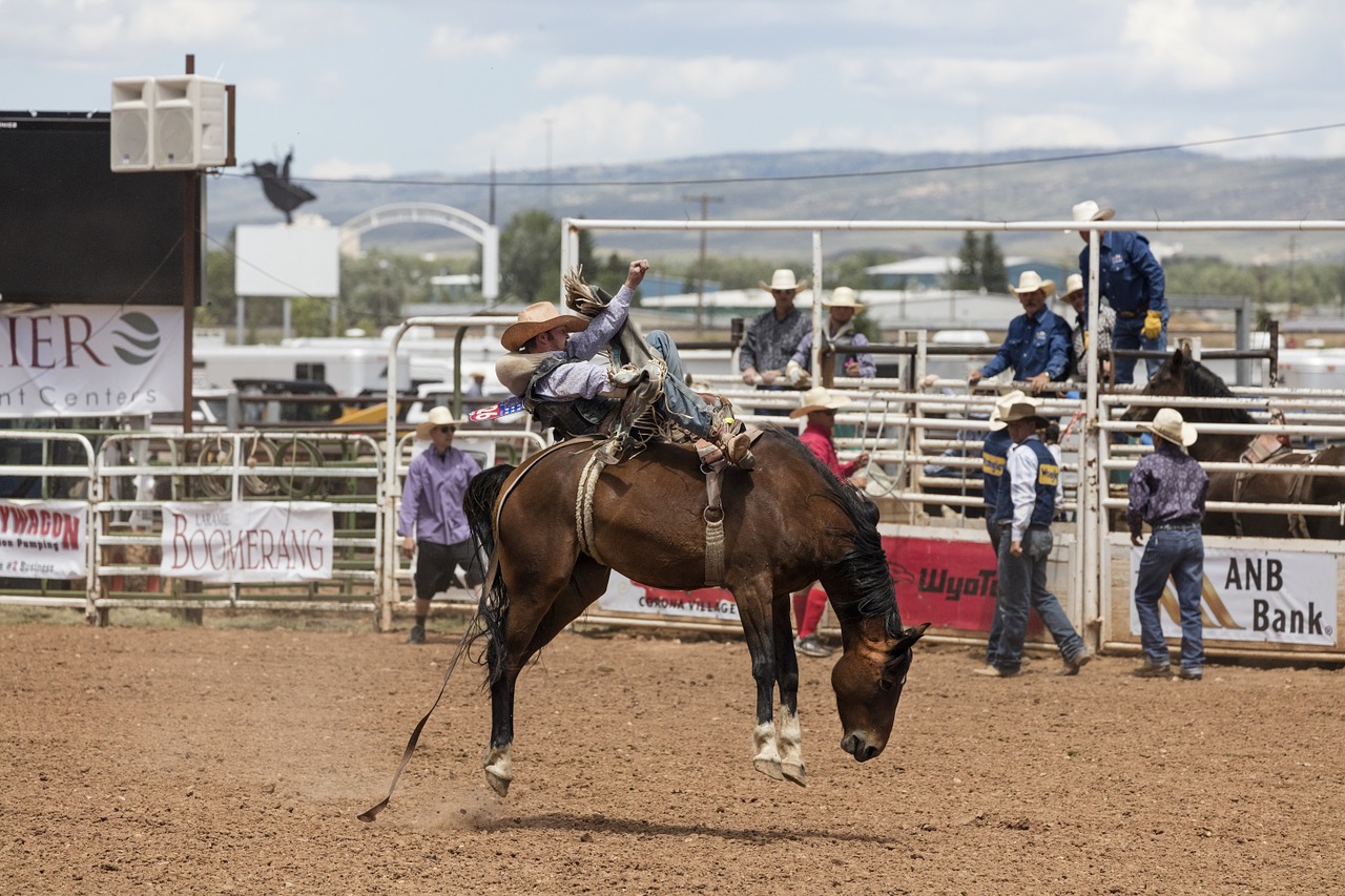 cowboys bronc rider rodeo free photo