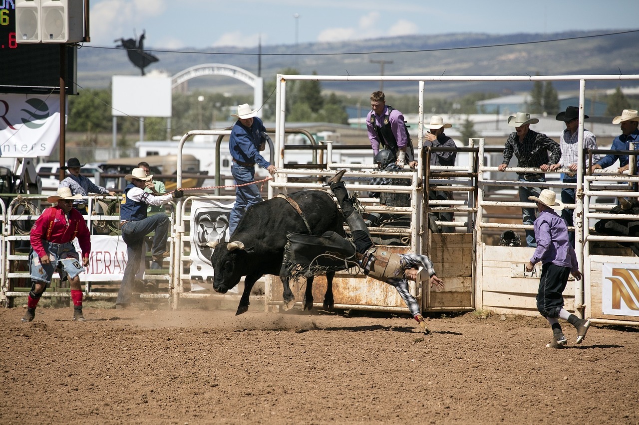 cowboys bull rider rodeo free photo