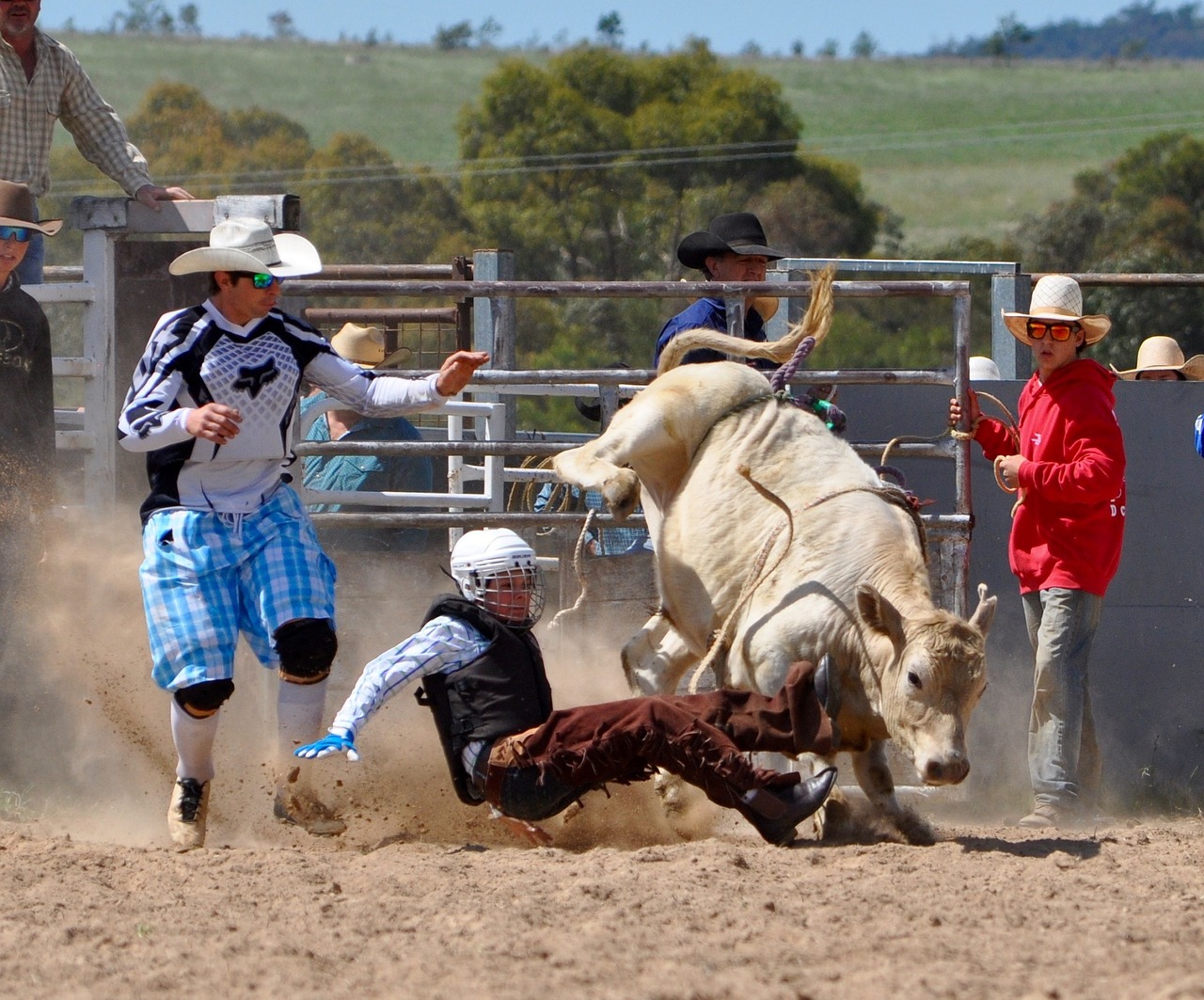 cowboys bull rider rodeo free photo