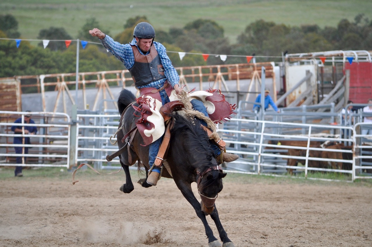 cowboys bronc rider rodeo free photo