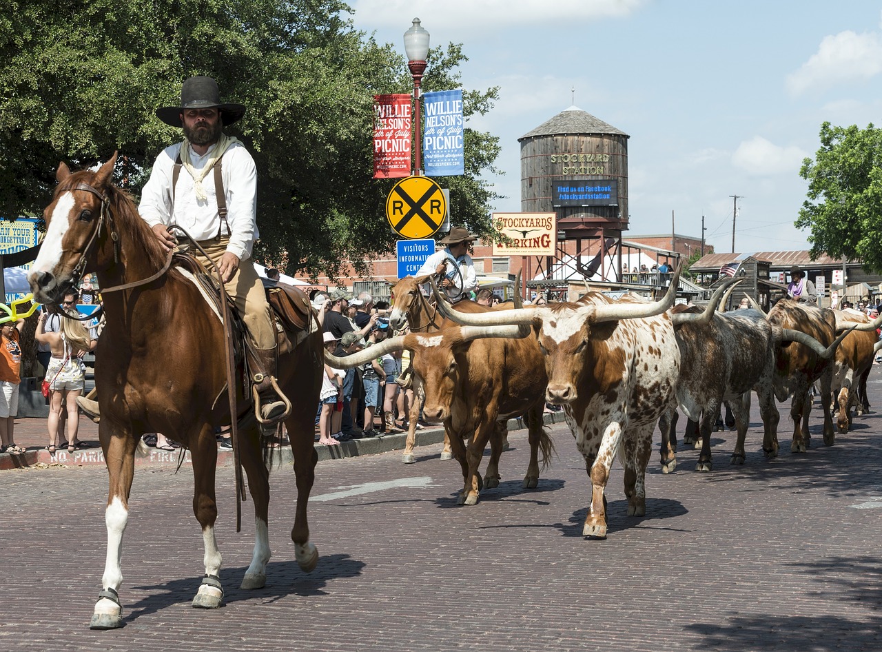 cowboys  cattle  longhorn free photo