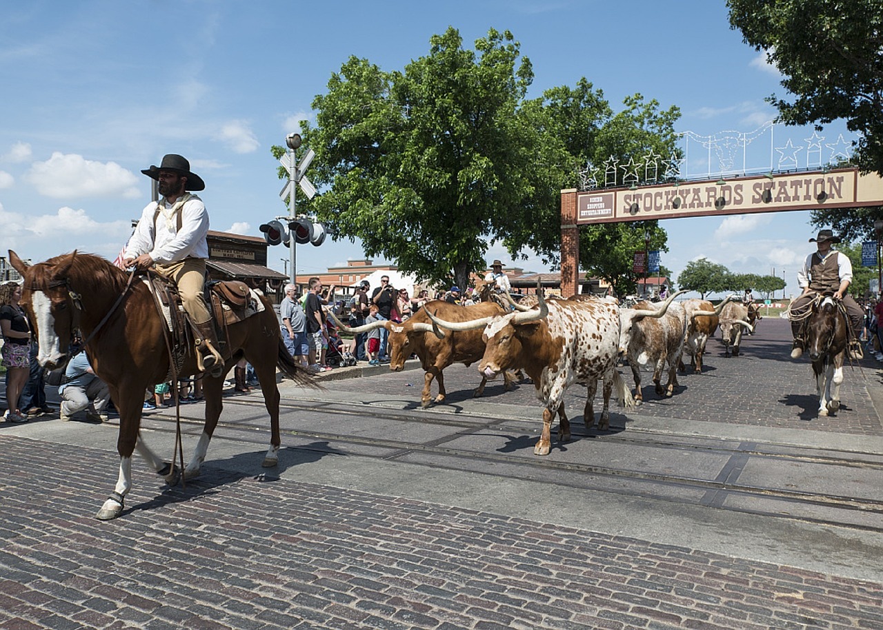 cowboys cattle drive free photo