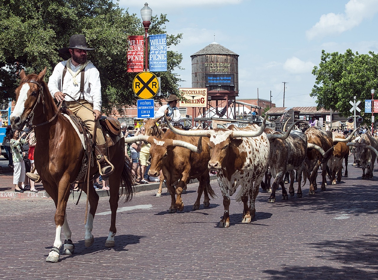 cowboys cattle longhorn free photo