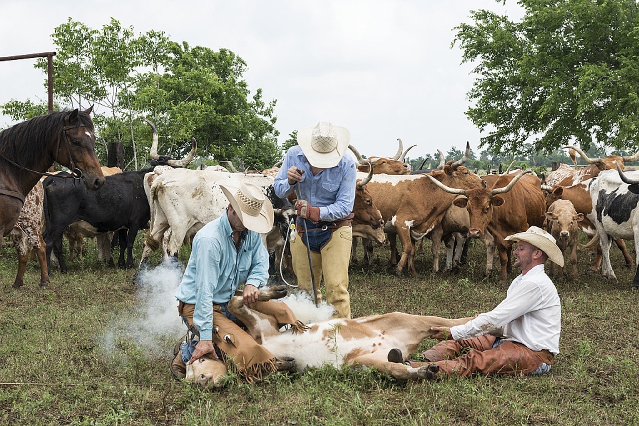 cowboys branding heifer free photo