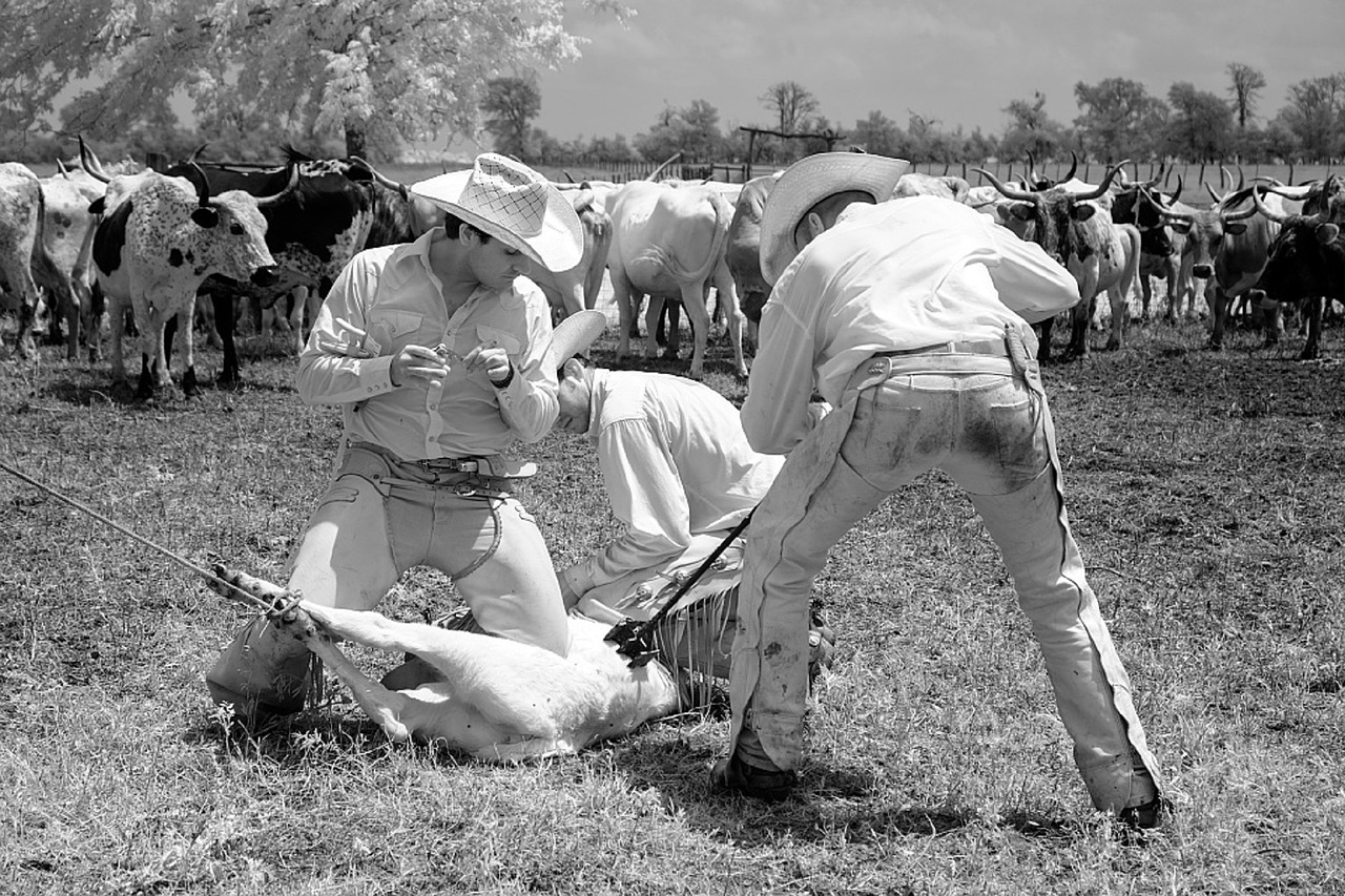 cowboys branding heifer free photo