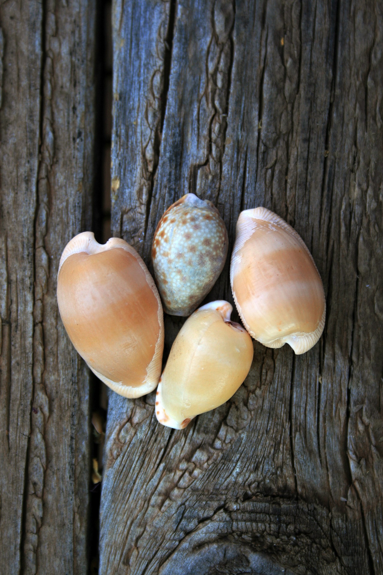 sea shells cowries white free photo