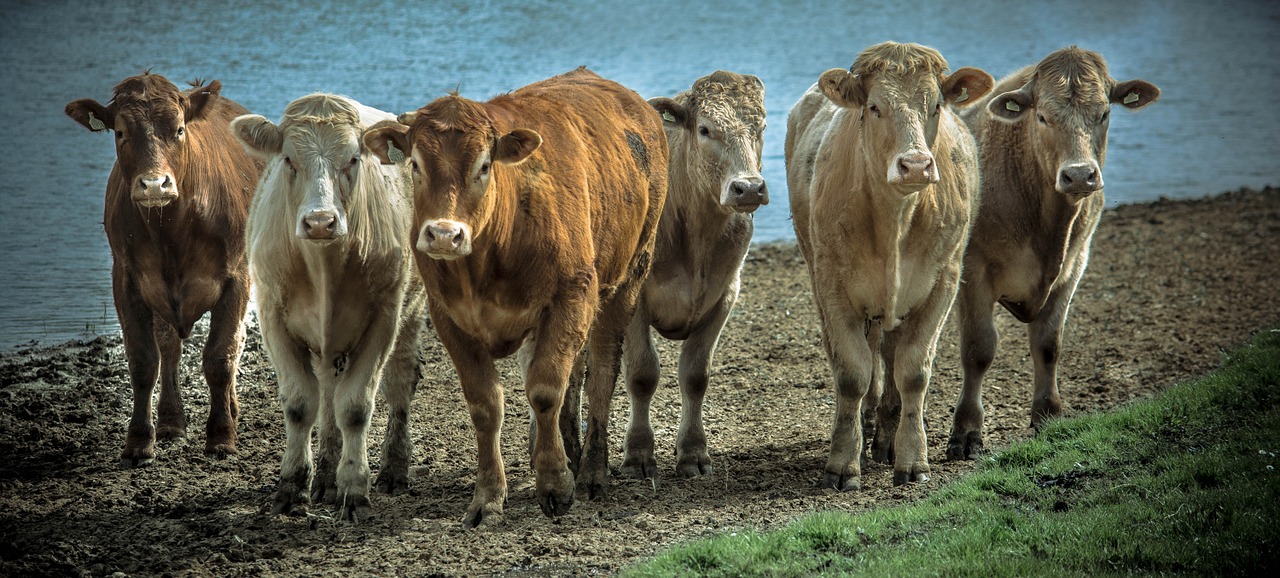 cows countryside farm free photo