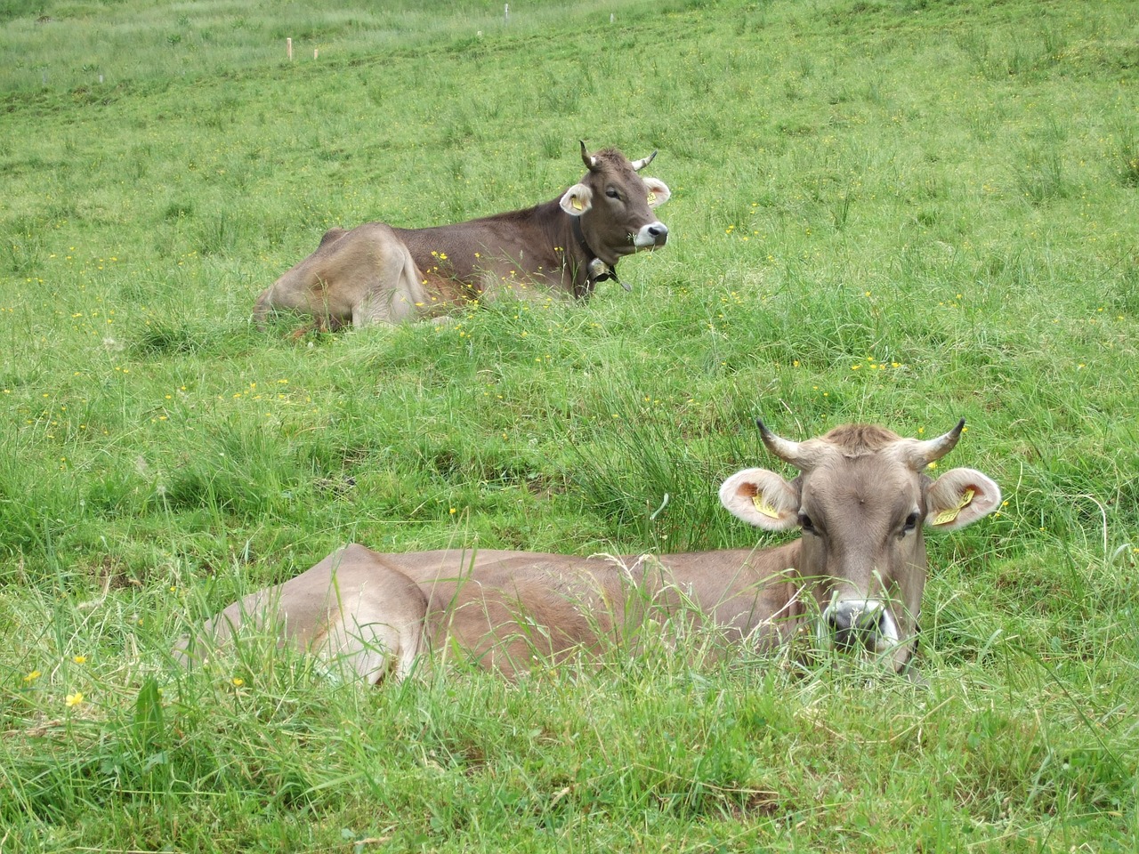 cows allgäu alp free photo