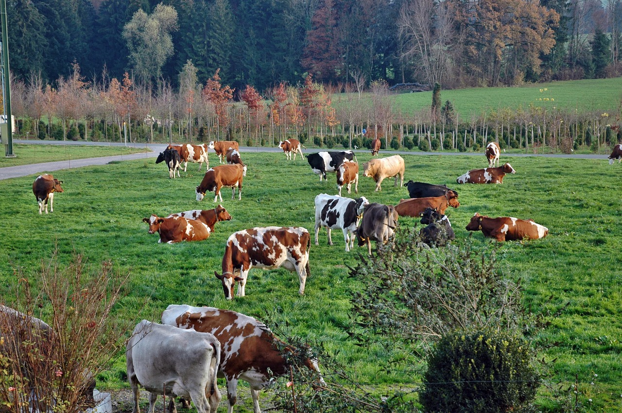 cows cow herd landscape free photo