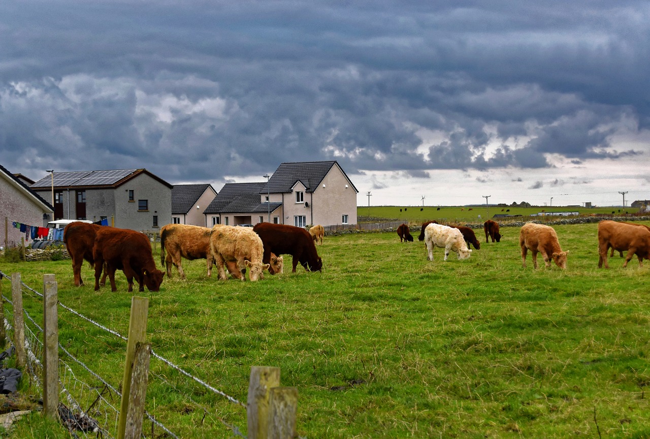 cows farmland agriculture free photo