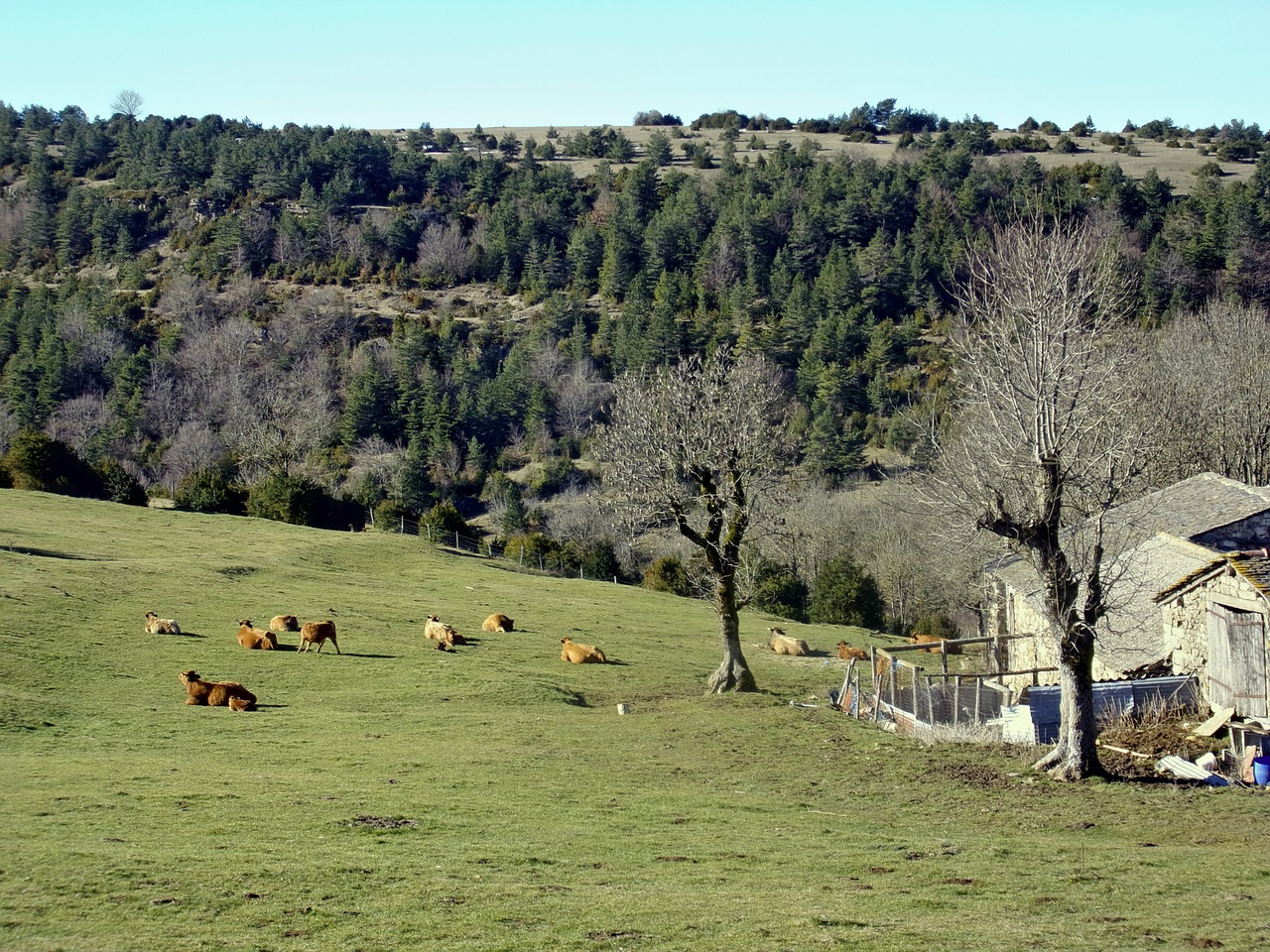 cows farm pasture free photo