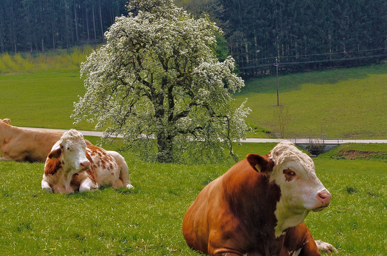 cows agriculture grazing livestock free photo