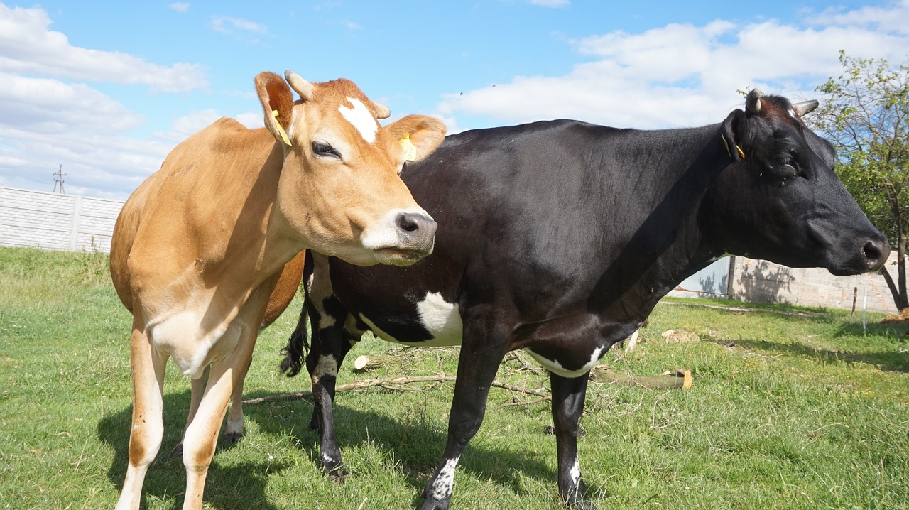 cows animal meadow free photo