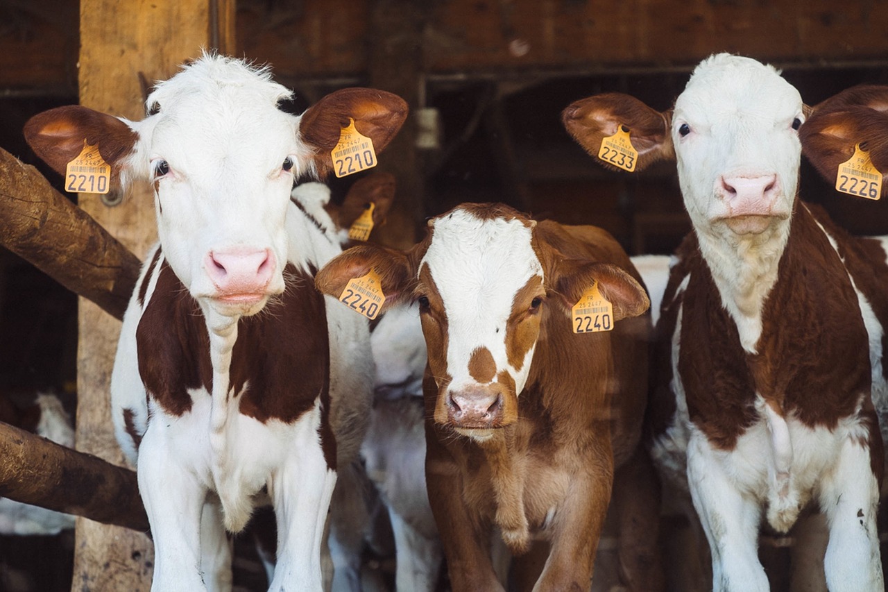 cows bovine ear tags free photo