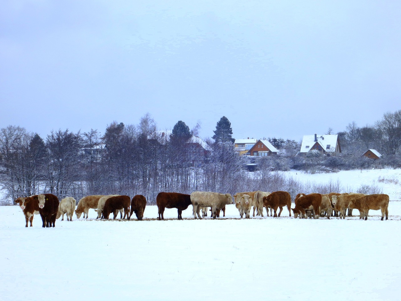 cows cow herd winter free photo